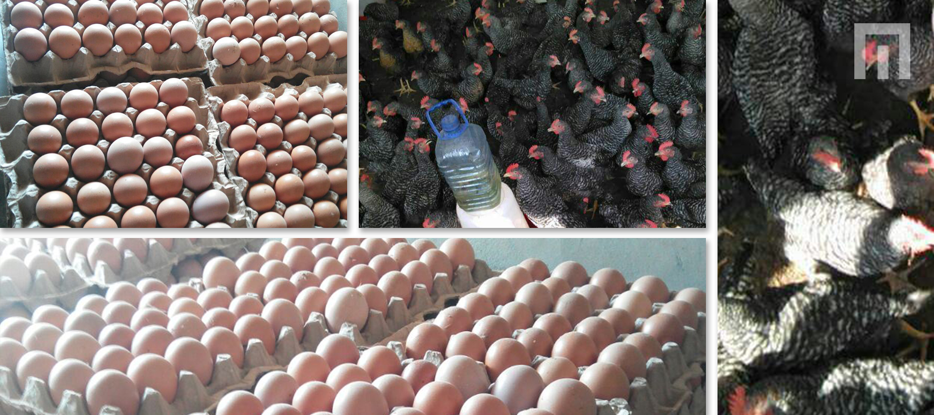 La ferme de l'OAJ-PADP vous propose ses œufs et poulets