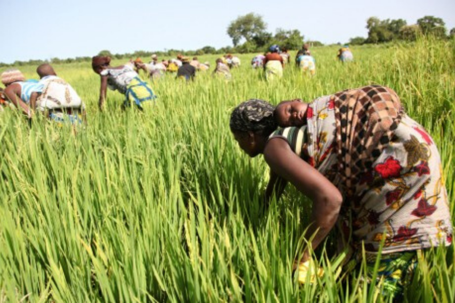 Togo/Agriculture : le tableau d'évolution des prix moyens hebdomadaire des produits agricoles par région (du 30 décembre 2019 au 05 janvier 2020) FCFA/KG est désormais connu